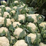 花菜冷庫設(shè)計安裝費用大概需要多少錢？