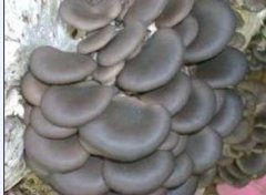 冷庫可用于蘑菇、金針菇等食用菌的種植啦
